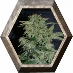 Super Hash 1 semilla Pyramid Seeds PYRAMID SEEDS PYRAMID SEEDS