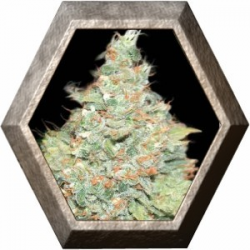 Wembley 1 semilla Pyramid Seeds PYRAMID SEEDS PYRAMID SEEDS