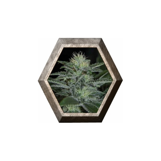 White Widow 1 semilla Pyramid Seeds PYRAMID SEEDS PYRAMID SEEDS