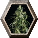 Arjan´s Haze 1 3 semillas Green House Seeds