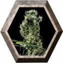 Arjan´s Haze 2 3 semillas Green House Seeds