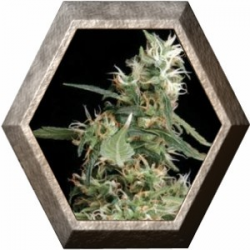 Arjan´s Ultra Haze 1 3 semillas Green House Seeds GREEN HOUSE SEEDS GREEN HOUSE SEEDS