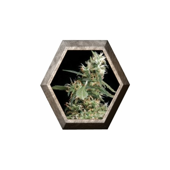 Arjan´s Ultra Haze 1 3 semillas Green House Seeds GREEN HOUSE SEEDS GREEN HOUSE SEEDS