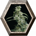 Arjan´s Ultra Haze 2 1 semilla Green House Seeds