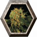 A.M.S. 3 semillas Green House Seeds