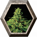 Big Bang 1 semilla Green House Seeds