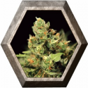 Big Bang Auto 1 semillas Green House Seeds