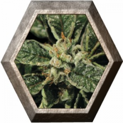 Bubba Kush 1 semilla Green House Seeds GREEN HOUSE SEEDS GREEN HOUSE SEEDS