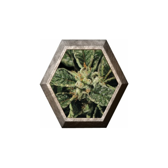 Bubba Kush 1 semilla Green House Seeds GREEN HOUSE SEEDS GREEN HOUSE SEEDS