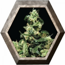 Damn Sour 1 semilla Green House Seeds GREEN HOUSE SEEDS GREEN HOUSE SEEDS