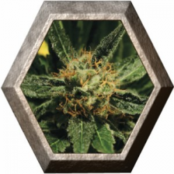 Diamond Girl 3 semillas Green House Seeds GREEN HOUSE SEEDS GREEN HOUSE SEEDS