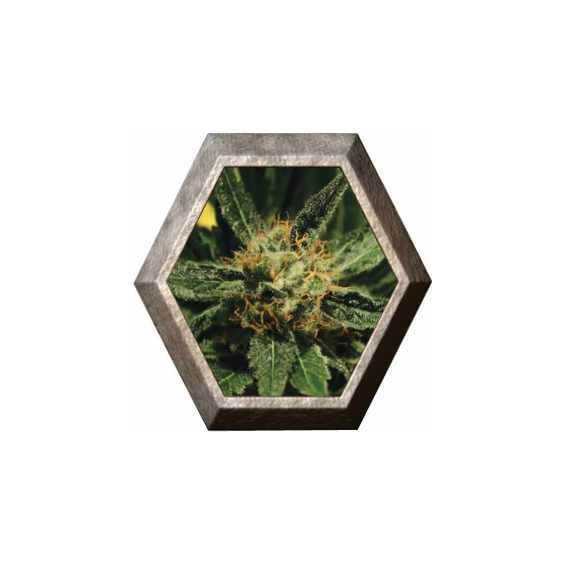 Diamond Girl 3 semillas Green House Seeds GREEN HOUSE SEEDS GREEN HOUSE SEEDS