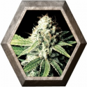 Great White Shark 3 semillas Green House Seeds