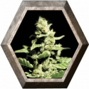 Green O Matic Auto 1 semilla Green House Seeds