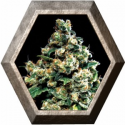 Jack Herer 3 semillas Green House Seeds