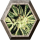 Kaia Kush 1 semilla Green House Seeds GREEN HOUSE SEEDS GREEN HOUSE SEEDS