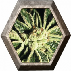 Kaia Kush 1 semilla Green House Seeds GREEN HOUSE SEEDS GREEN HOUSE SEEDS