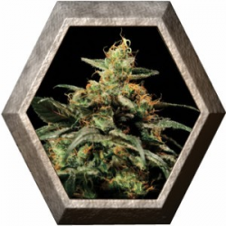 Kings Kush 1 semilla Green House Seeds GREEN HOUSE SEEDS GREEN HOUSE SEEDS