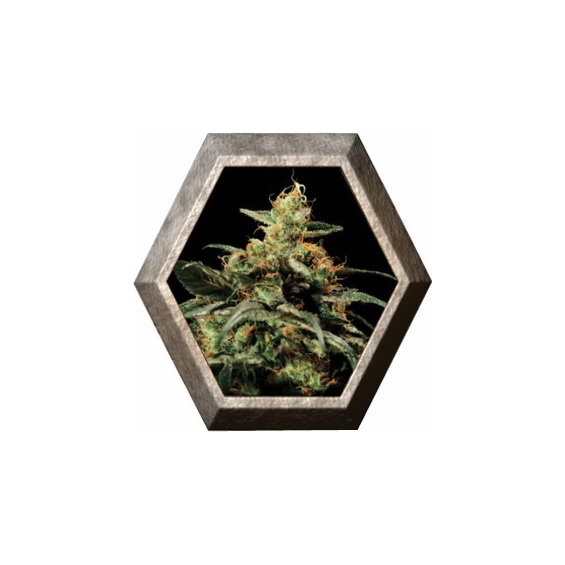 Kings Kush 1 semilla Green House Seeds GREEN HOUSE SEEDS GREEN HOUSE SEEDS