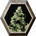 K-Train 3 semillas Green House Seeds