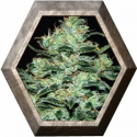 Moby Dick 1 semilla Green House Seeds
