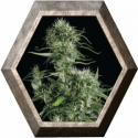 Neville´s Haze 1 semilla Green HOuse Seeds