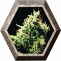 NL5 Haze Mist 3 semillas Green House Seeds