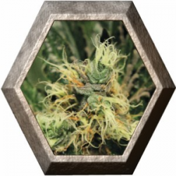 Pure Kush 1 semillas Green House Seeds GREEN HOUSE SEEDS GREEN HOUSE SEEDS