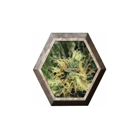 Pure Kush 1 semillas Green House Seeds GREEN HOUSE SEEDS GREEN HOUSE SEEDS