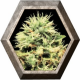 Super Bud 3 semillas Green House Seeds GREEN HOUSE SEEDS GREEN HOUSE SEEDS