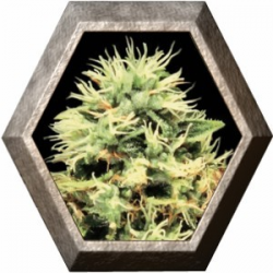 Super Bud 3 semillas Green House Seeds GREEN HOUSE SEEDS GREEN HOUSE SEEDS