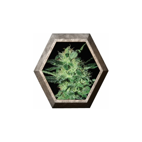 Super Critical 3 semillas Green House Seeds GREEN HOUSE SEEDS GREEN HOUSE SEEDS