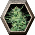 Super Critical 3 semillas Green House Seeds