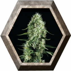 Super Silver Haze 1 semilla Green House Seeds GREEN HOUSE SEEDS GREEN HOUSE SEEDS