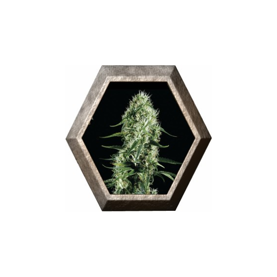 Super Silver Haze 1 semilla Green House Seeds GREEN HOUSE SEEDS GREEN HOUSE SEEDS