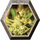 Super Critical Auto 1 semilla Green House Seeds GREEN HOUSE SEEDS GREEN HOUSE SEEDS