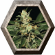 Trainwreck 3 semillas Green House Seeds GREEN HOUSE SEEDS GREEN HOUSE SEEDS