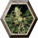 Trainwreck 3 semillas Green House Seeds