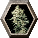 White Rhino 1 semilla Green House Seeds