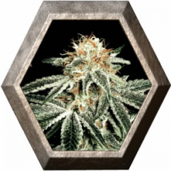 White Widow 1 semilla Green House Seeds GREEN HOUSE SEEDS GREEN HOUSE SEEDS