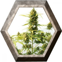 Critical Express 1 semilla Positronics Seeds POSITRONIC SEEDS POSITRONICS SEEDS