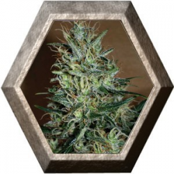 Amnesia Mistery 1 semilla Positronics Seeds POSITRONIC SEEDS POSITRONICS SEEDS