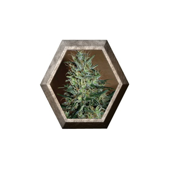 Amnesia Mistery 1 semilla Positronics Seeds POSITRONIC SEEDS POSITRONICS SEEDS