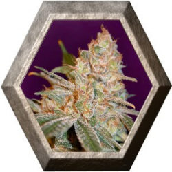 Black Diesel 1 semilla Advanced Seeds ADVANCED SEEDS ADVANCED SEEDS