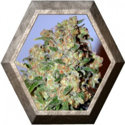 Critical 1 semilla Advanced Seeds ADVANCED SEEDS ADVANCED SEEDS