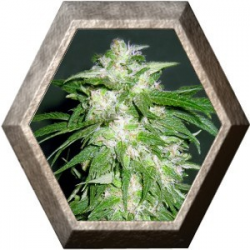 Ice Kush 1 semilla Advanced Seeds ADVANCED SEEDS ADVANCED SEEDS