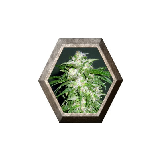 Ice Kush 1 semilla Advanced Seeds ADVANCED SEEDS ADVANCED SEEDS