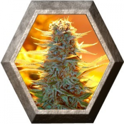 Kaya 47 Auto 1 semilla Advanced Seeds ADVANCED SEEDS ADVANCED SEEDS