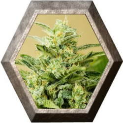 Low Girl Auto 1 semilla Advanced Seeds ADVANCED SEEDS ADVANCED SEEDS