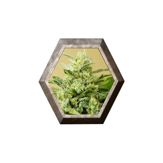 Low Girl Auto 1 semilla Advanced Seeds ADVANCED SEEDS ADVANCED SEEDS